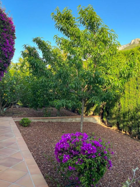 Garden 1